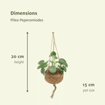 Load image into Gallery viewer, Kokedama Pilea Peperomiodes (Pancake Plant) - 2 plants - ø15 - ↕20cm