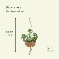 Kokedama Pilea Peperomiodes (Pancake Plant) - 2 plants - ø15 - ↕20cm