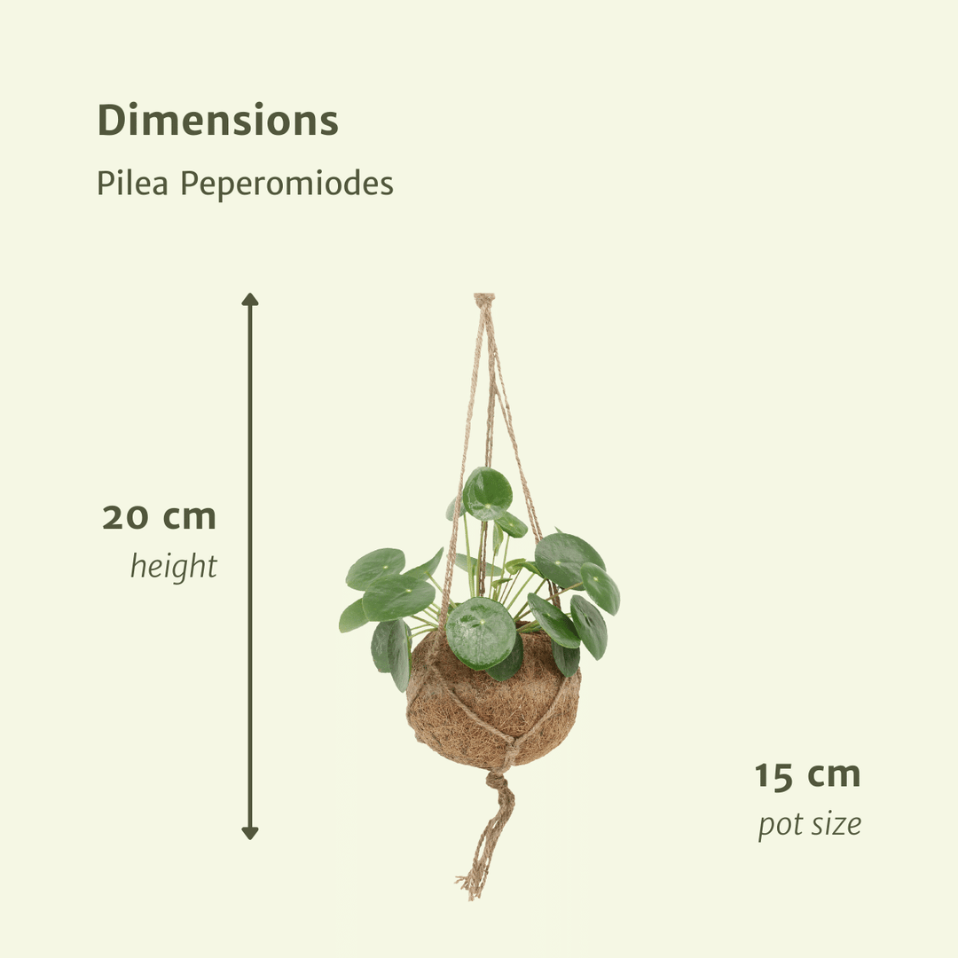 Kokedama Pilea Peperomiodes (Pancake Plant) - 2 plants - ø15 - ↕20cm