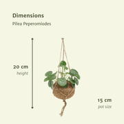 Kokedama Pilea Peperomiodes (Pancake Plant) - 2 plants - ø15 - ↕20cm