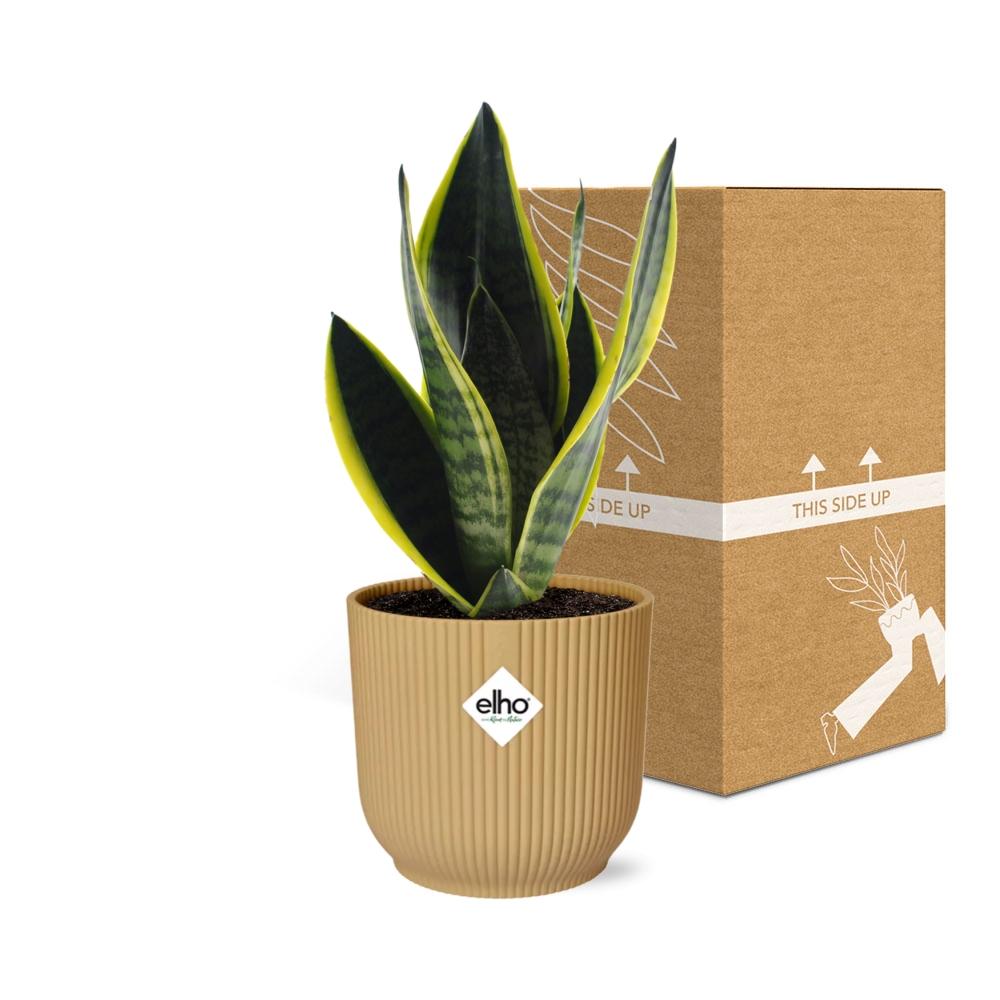 Sansevieria futura 'Superba' in ELHO Vibes Fold, Yellow - Ø14cm ↕25cm