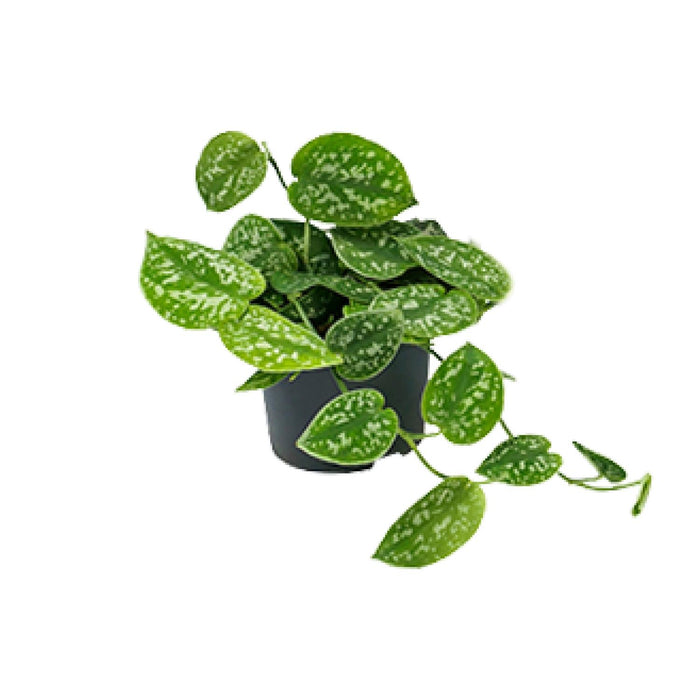 Scindapsus pictus 'Argyraeus' - Ø12cm - ↕15cm