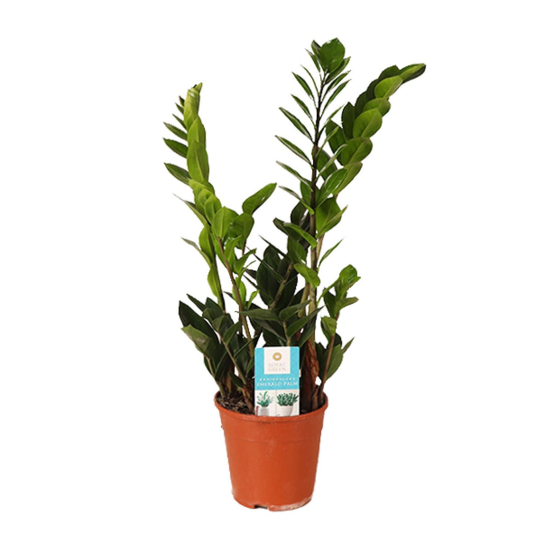 Zamioculcas zamiifolia - Ø14cm - ↕45cm