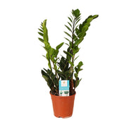 Zamioculcas zamiifolia - Ø14cm - ↕45cm