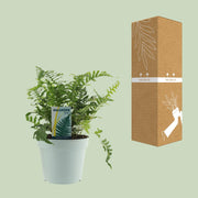 Polypodium vulgare - Ø17cm - ↕40cm