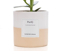 Clusia Rosea Gift "Purify" WITH GREETING CARD! - Ø12cm - ↕30cm