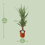 Load image into Gallery viewer, Yucca - Ø21cm - ↕90cm
