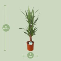 Yucca - Ø21cm - ↕90cm