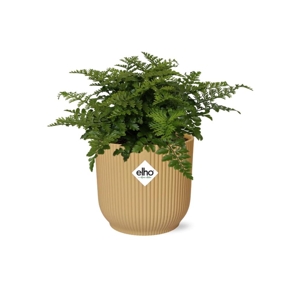 Asplenium parvati in ELHO Vibes Fold Pot, Yellow, Ø14cm - ↕15cm