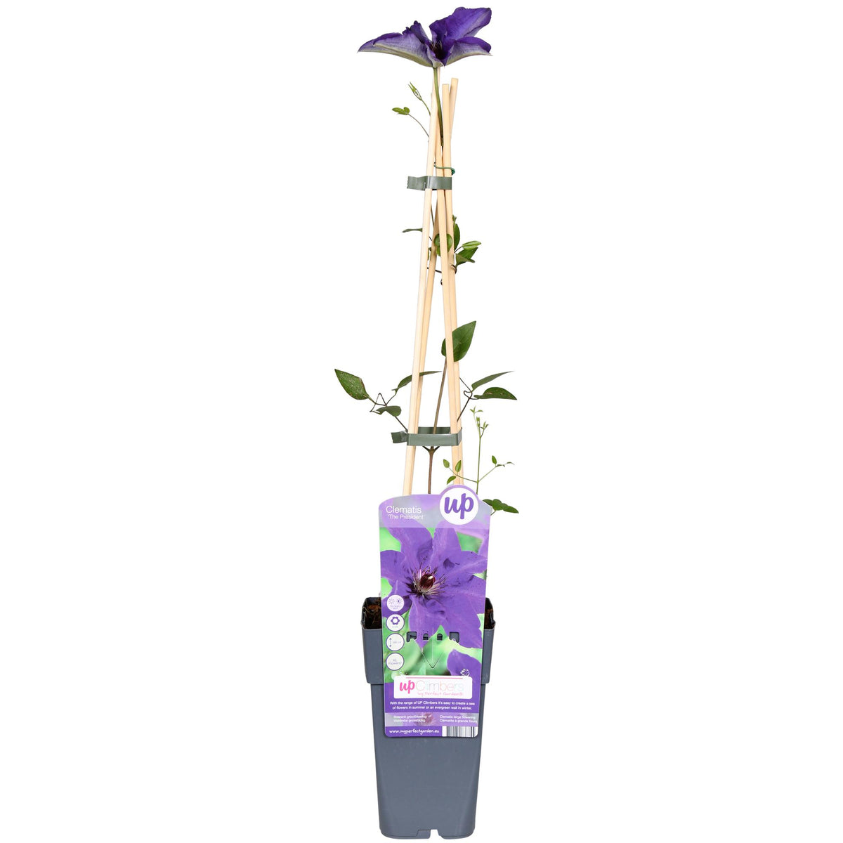 Clematis 'The President' - Ø15cm - ↕65cm