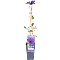 Clematis 'The President' - Ø15cm - ↕65cm