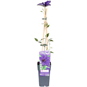 Clematis 'The President' (Clematis Purple) - Ø15cm - ↕65cm