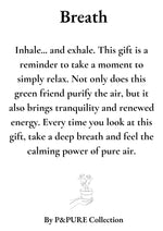 Load image into Gallery viewer, Nephrolepis Green Lady Gift "Breath" WITH GREETING CARD! - Ø12cm - ↕35cm