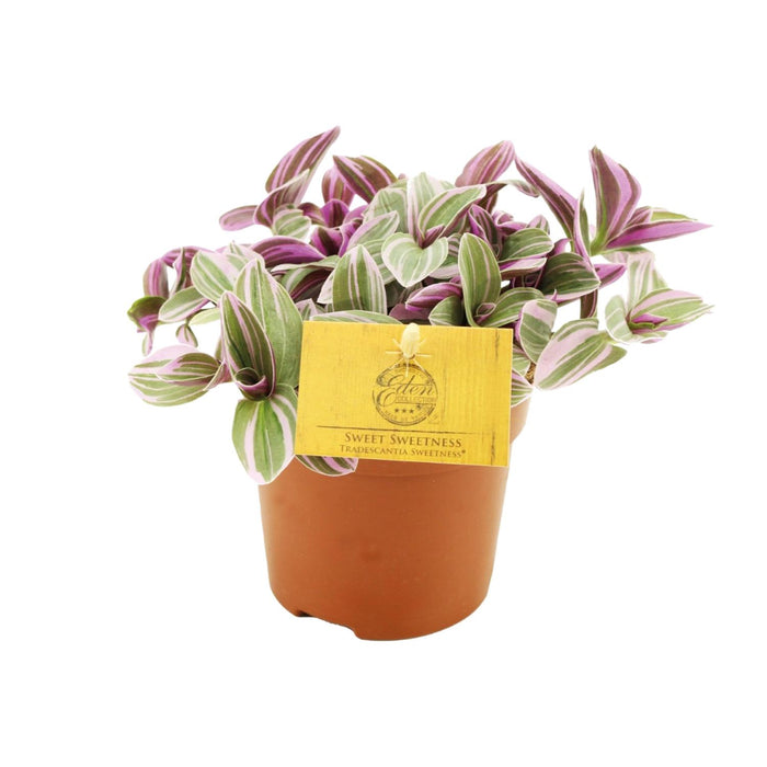 Tradescantia 'Sweetness' - Ø10,5cm - ↕10cm