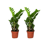 Load image into Gallery viewer, Zamioculcas zamiifolia - 2 plants - ↕40cm - ø12cm