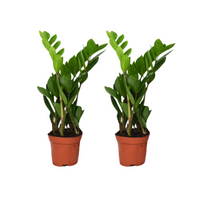 Zamioculcas zamiifolia - 2 piante - ↕40cm - ø12cm