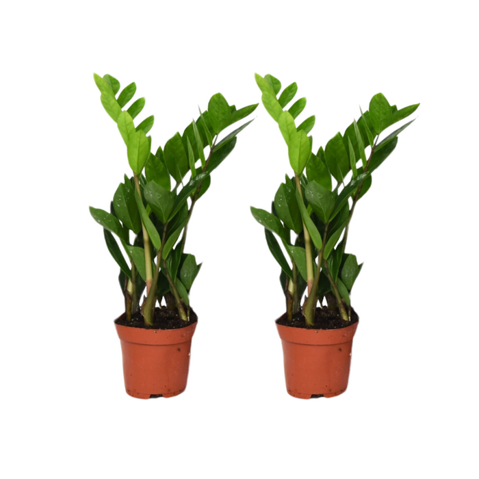 Zamioculcas zamiifolia - 2 plants - ↕40cm - ø12cm