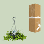 Load image into Gallery viewer, Dischidia imbricata - Ø14 ↕40
