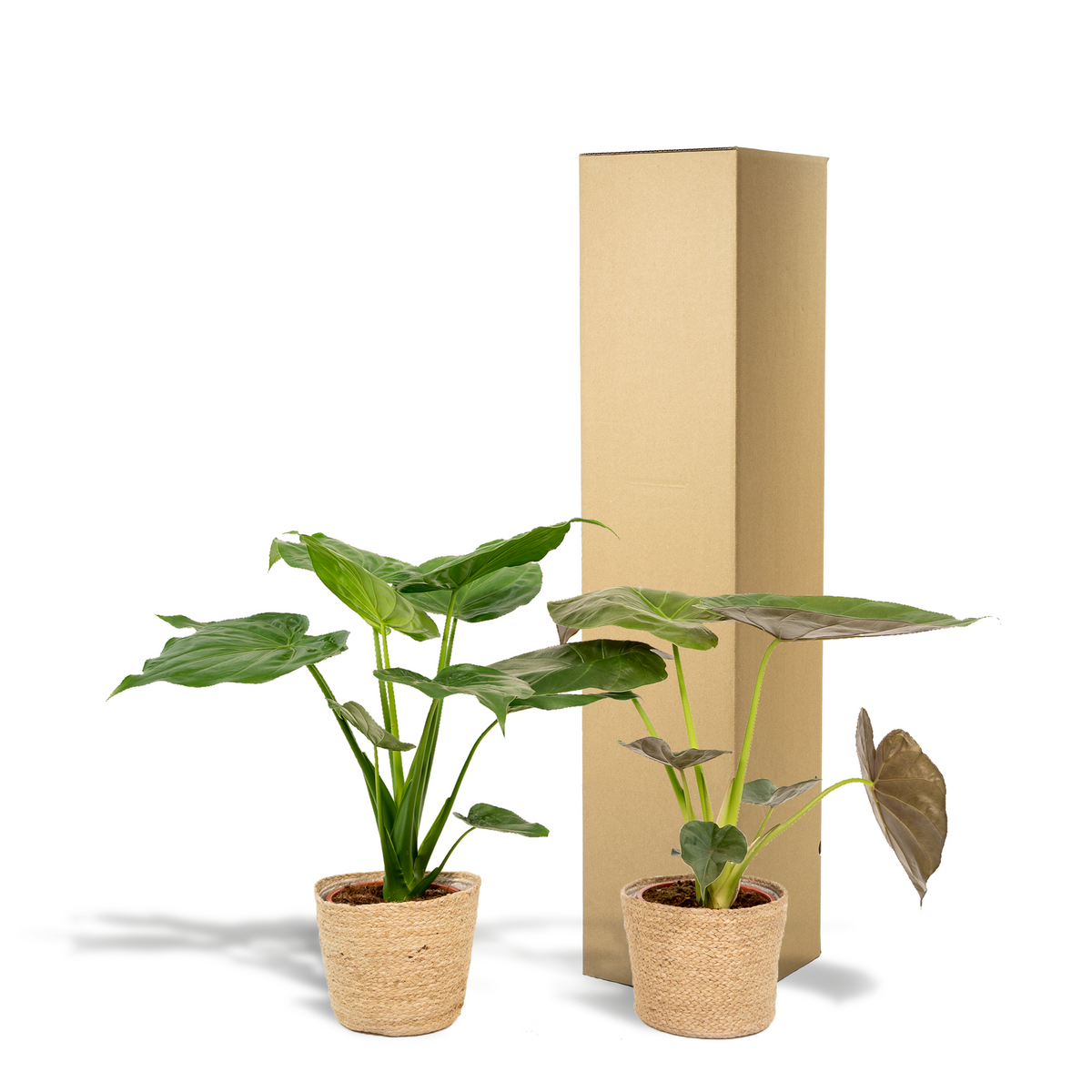 Coppia Tropicale da Interno in Cesto Selin - Alocasia cucullata - Ø19cm - ↕60cm + Alocasia Wentii - Ø19cm - ↕60cm