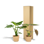 Tropical Indoor Duo in Selin Basket - Alocasia cucullata - Ø19cm - ↕60cm + Alocasia Wentii - Ø19cm - ↕60cm