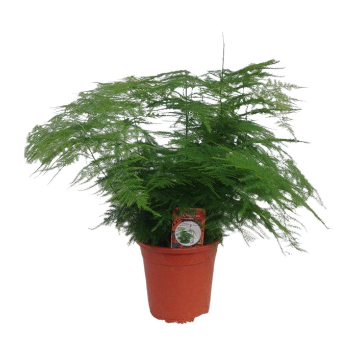 Asparagus setaceus - Ø17cm - ↕45cm
