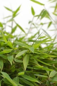 Fargesia 'Moontears' Boobux (Bambù) - Ø29cm - ↕70cm