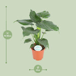 Load image into Gallery viewer, Alocasia cucullata - Ø21cm - ↕80cm