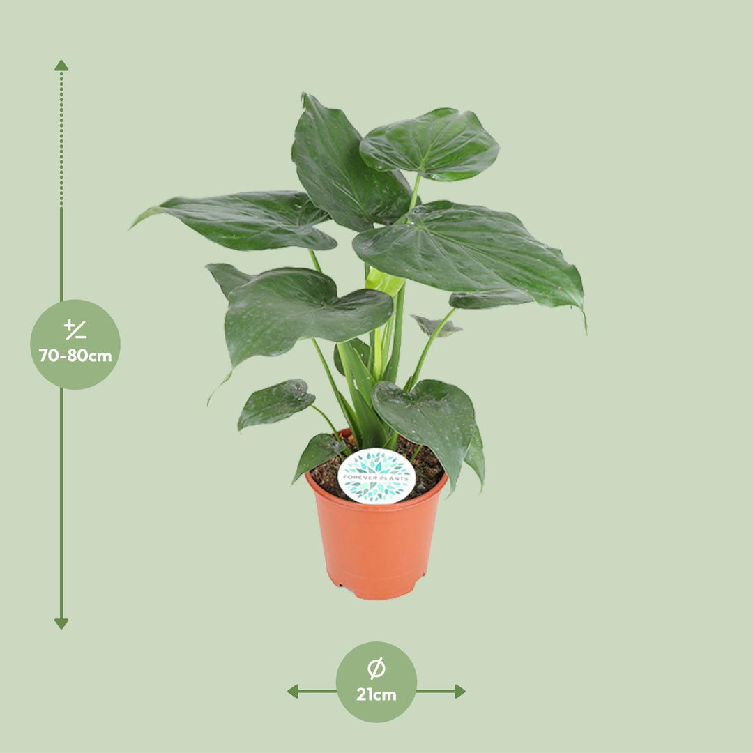 Alocasia cucullata - Ø21cm - ↕80cm