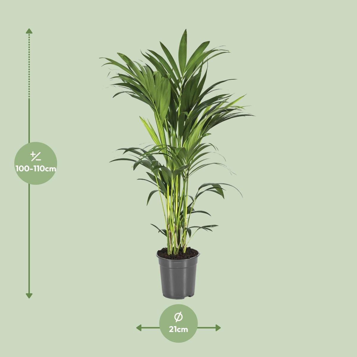 Howea Forsteriana (Kentia) - Ø21cm - ↕110cm