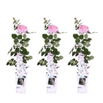 Load image into Gallery viewer, Rosa &#39;Crazy in love&#39;, Pink - 3 pieces - ↨65cm - Ø15
