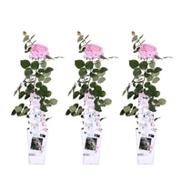 Rosa 'Crazy in love', Rosa - 3 piante - Ø15cm - ↨65cm