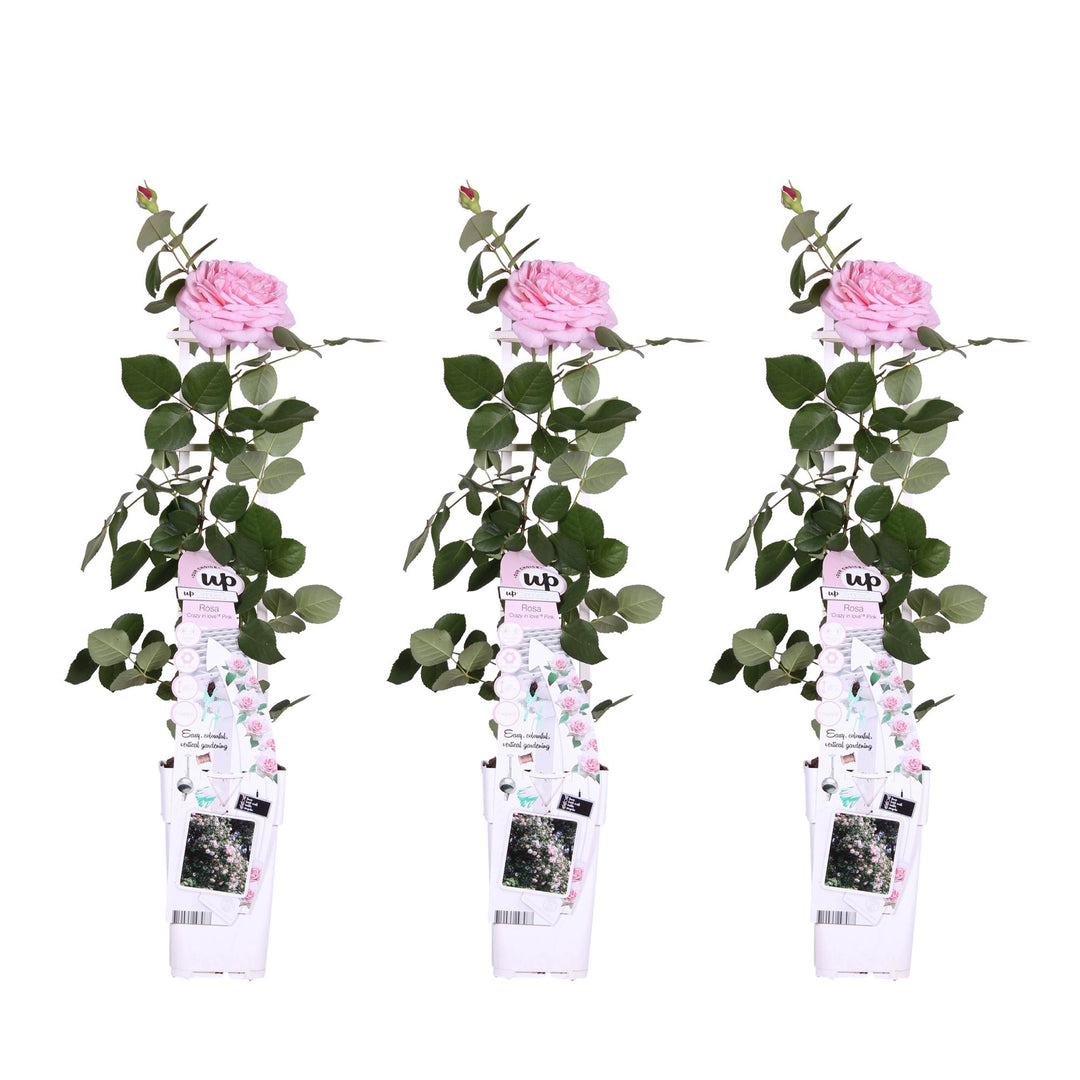 Rosa 'Crazy in love', Pink - 3 pieces - ↨65cm - Ø15