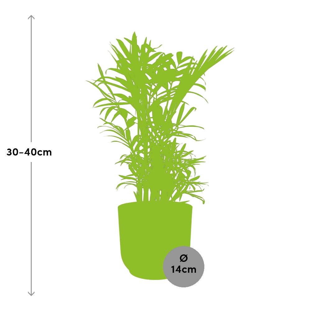 Chamaedorea elegans in ELHO Vibes Fold Pot, Pink, Ø14cm - ↕35cm