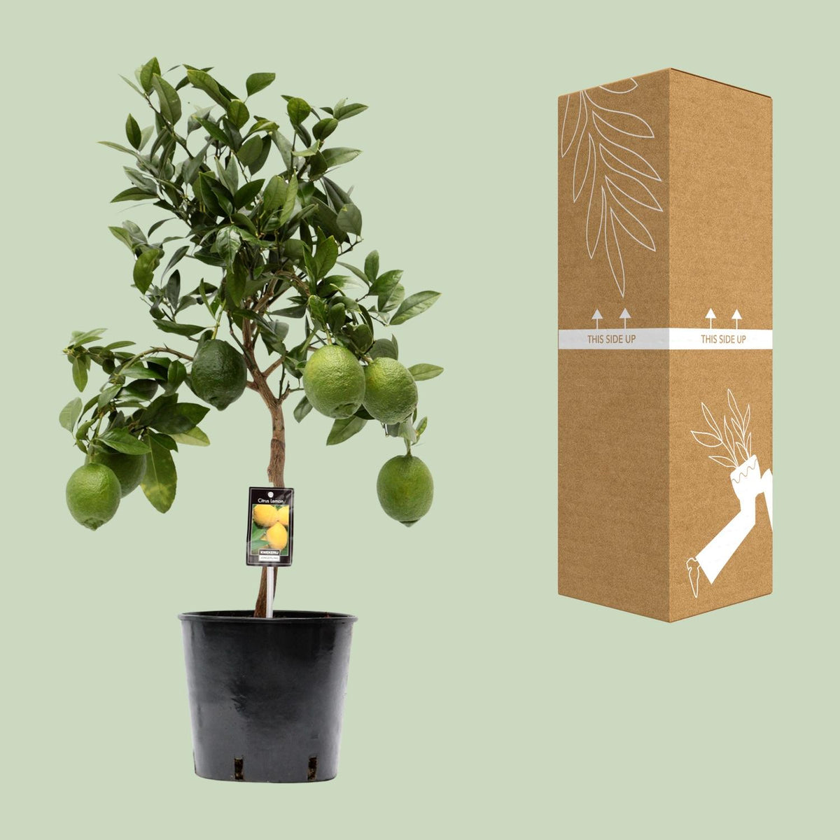 Citrus Lemon (Limone) - Ø22cm - ↕80cm