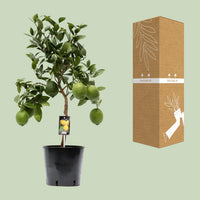 Citrus Lemon (Limone) - Ø22cm - ↕80cm