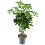 Load image into Gallery viewer, Schefflera compacta 'Nora' - Ø21cm - ↕75cm