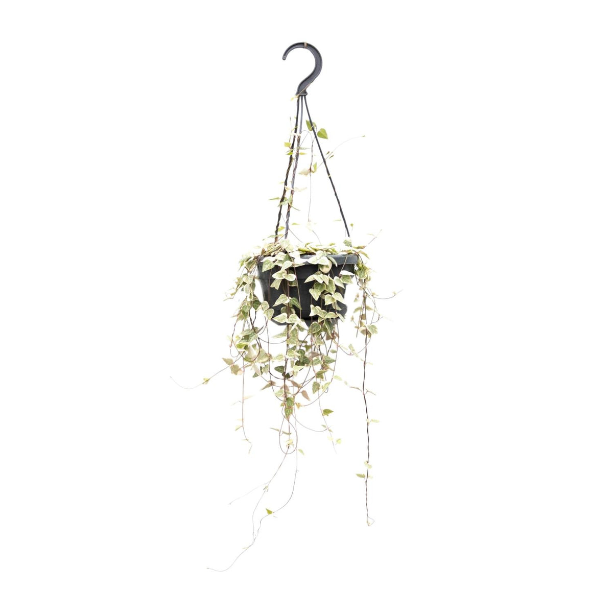 Ceropegia woodii - Ø14cm - ↕40cm