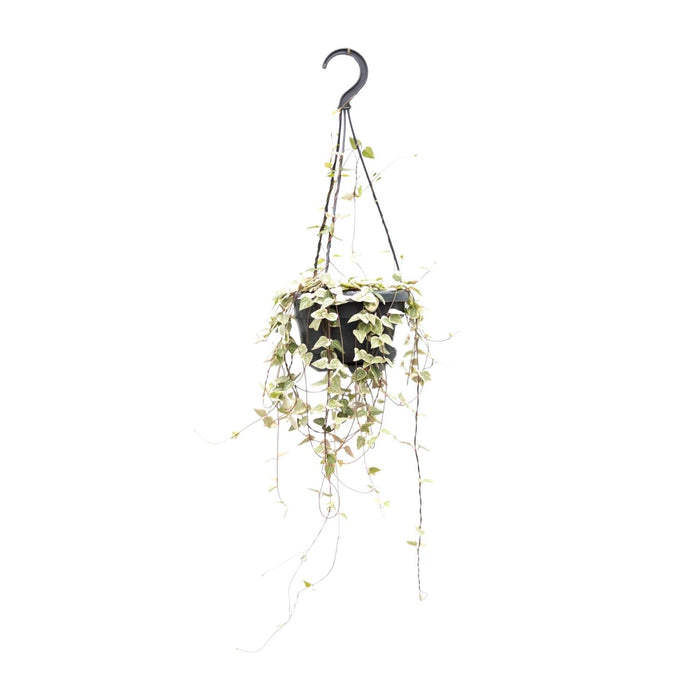 Ceropegia woodii - Ø14cm - ↕40cm