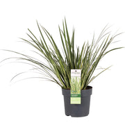 Acorus gramineus 'Argenteostriatus' - Ø14cm - ↕30cm