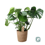 Load image into Gallery viewer, Monstera In Natural Basket - Ø21cm - ↕60cm