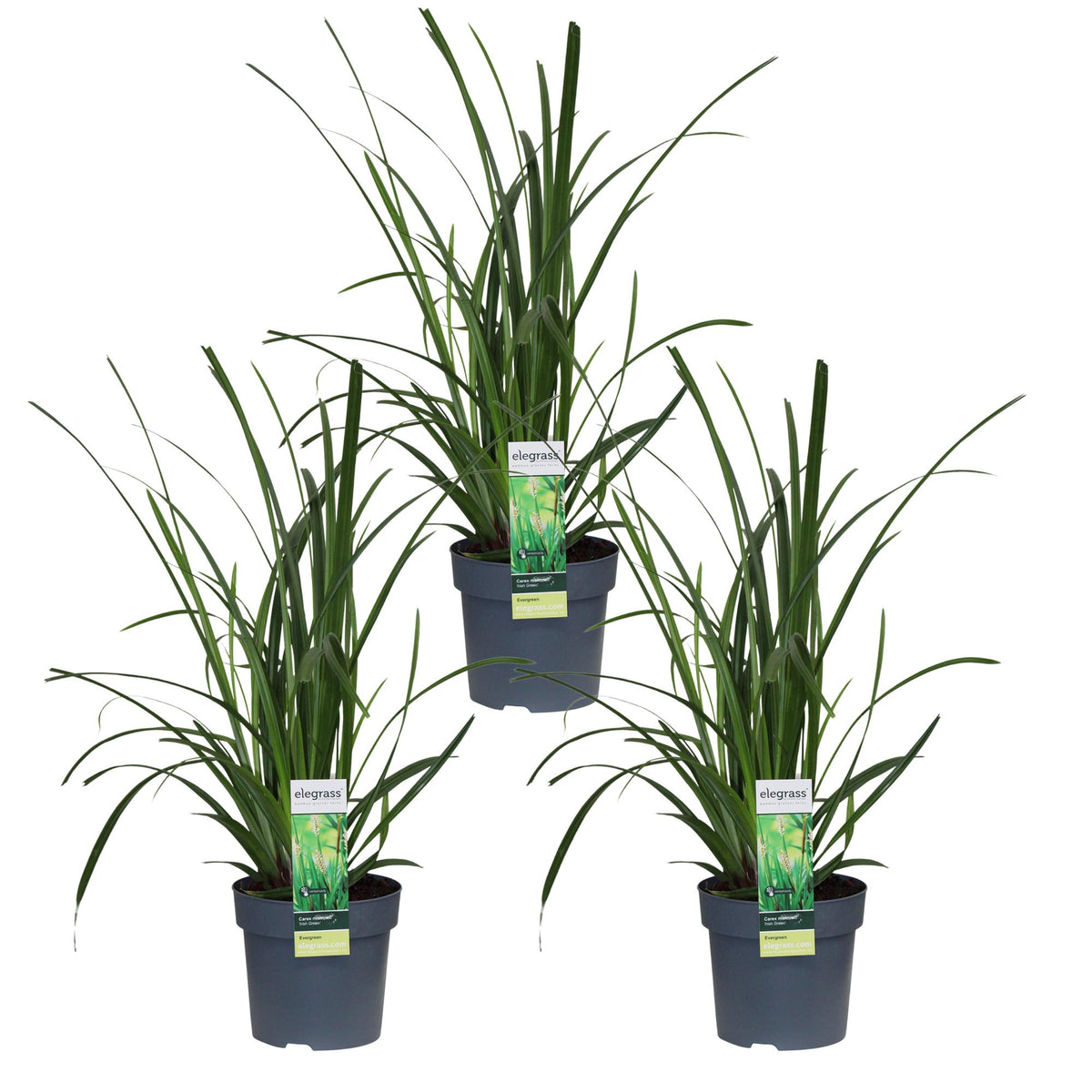 Carex morrowii 'Irish Green' - 3 piante - Ø14 - ↨30cm