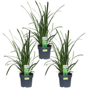 Carex morrowii 'Irish Green' - 3 plants - Ø14 - ↨30cm