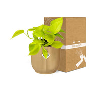 Epipremnum pinnatum ‘Golden Pothos’ - ↕10-20cm - in ELHO Vibes Fold, Yellow, Ø14cm