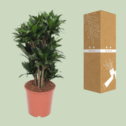 Dracaena fragrans 'Compacta' - Ø24cm - ↕80cm