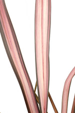 Load image into Gallery viewer, Phormium &#39;Pink Flamingo&#39; - Ø14cm - ↕50cm
