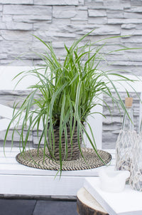 Carex morrowii 'Ice Dance' - 3 piante - Ø14 - ↨30cm