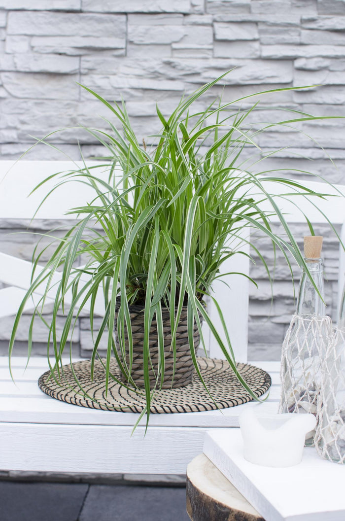 Carex morrowii 'Ice Dance' - 3 pieces - Ø14 - ↨30cm