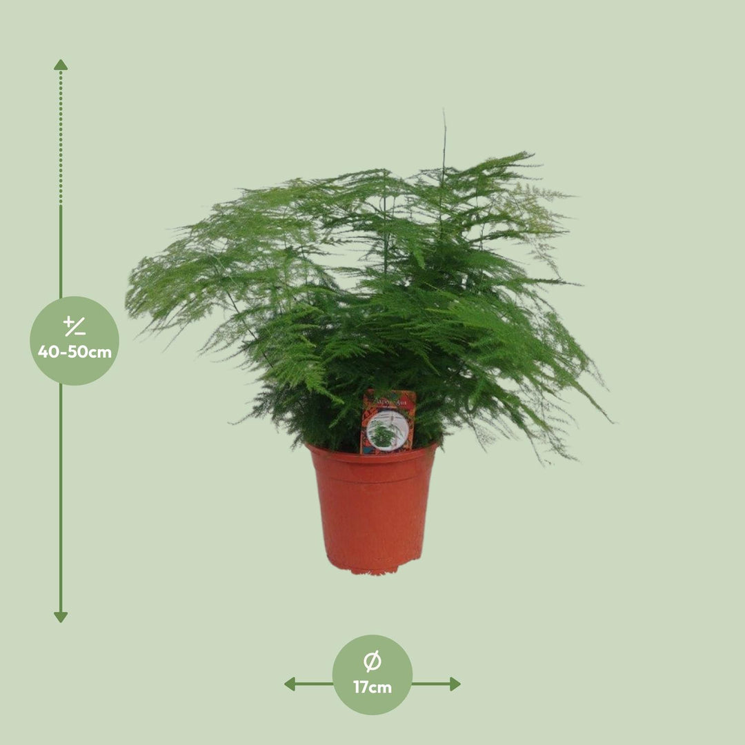 Asparagus setaceus - Ø17cm - ↕45cm