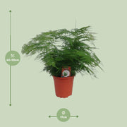 Asparagus setaceus - Ø17cm - ↕45cm