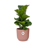 Load image into Gallery viewer, Ficus Lyrata ‘Bambino’ in ELHO Vibes Fold Pot, Pink, Ø14cm ↕35cm